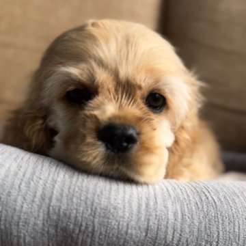 アメリカンコッカースパニエル【鹿児島県・男の子・2024年4月4日・バフ】の写真「とにかくかわいいブラック君」