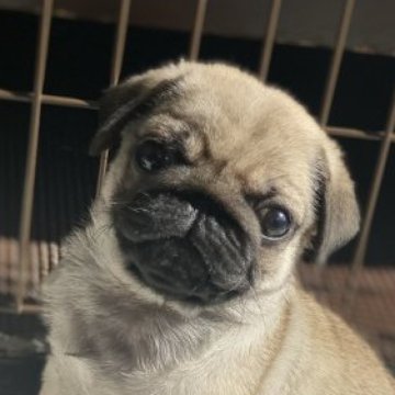 パグ【鹿児島県・男の子・2022年11月8日・フォーン】の写真「とってもおりこうさんです´ᴗ`」