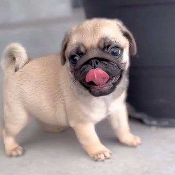 パグ【鹿児島県・男の子・2024年6月7日・フォーン】の写真「見学後そのまま連れて帰れます🎵」