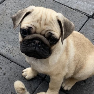 パグ【鹿児島県・男の子・2023年1月2日・フォーン】の写真「むちむちコロコロシワシワ😆💚」