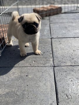 パグ【鹿児島県・女の子・2022年1月28日・フォーン】の写真「とっても小ぶりな女の子です♪」