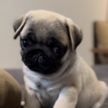 パグ【鹿児島県・女の子・2024年4月20日・フォーン】の写真「優しい小さな女の子🩵
見学後連れて帰れます🤍」