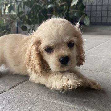 アメリカンコッカースパニエル【鹿児島県・女の子・2023年5月9日・バフ】の写真「オーナー様決まりました✨」