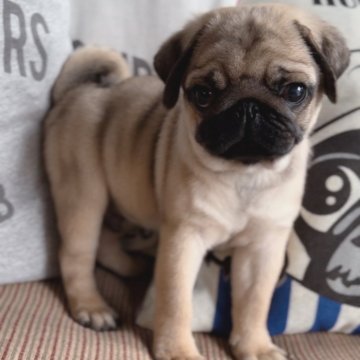 パグ【鹿児島県・男の子・2023年11月20日・フォーン】の写真「オーナー様決まりました☺️✨」