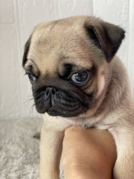 パグ【鹿児島県・男の子・2021年4月9日・フォーン】の写真「バランスがとても良い男の子です♪」