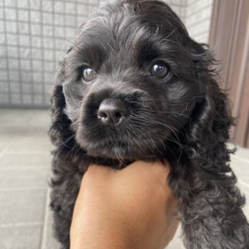 アメリカンコッカースパニエル【鹿児島県・女の子・2023年5月9日・ブラック】の写真「とにかくかわいい❤️」