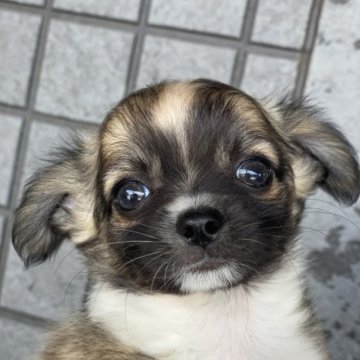 チワワ(ロング)【鹿児島県・男の子・2023年4月26日・パーティー】の写真「お父さんチャンピオン犬🐕の男の子」