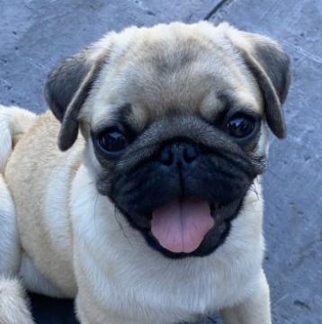 パグ【鹿児島県・女の子・2022年4月5日・フォーン】の写真「優良血統！お顔ボディーこれこそザ・パグです♪」