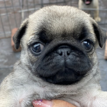 パグ【鹿児島県・女の子・2022年4月12日・フォーン】の写真「⭐︎小さいパグをお探しの方向け⭐︎」