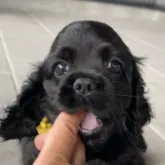 アメリカンコッカースパニエル【鹿児島県・女の子・2023年5月9日・ブラック】の写真1「お目目くりくり✨」