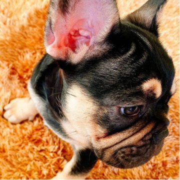 フレンチブルドッグ【鹿児島県・女の子・2025年8月1日・ブラックタン】の写真「【待て&お座り】しつけ習得★希少レアカラー★」