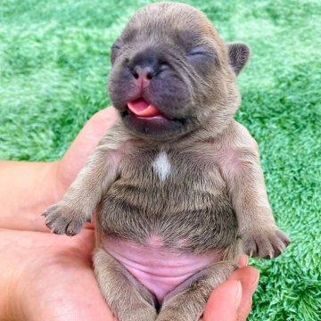 フレンチブルドッグ【鹿児島県・女の子・2025年12月3日・ブルーフォーン】の写真「★綺麗なレアカラー★遠方の方も購入可」