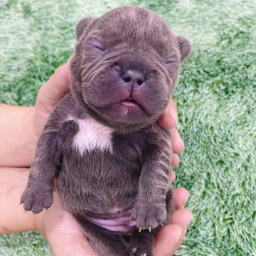 フレンチブルドッグ【鹿児島県・女の子・2025年12月3日・ブルー】の写真「★綺麗なレアカラー★遠方の方も購入可」