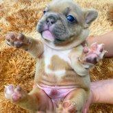 フレンチブルドッグ