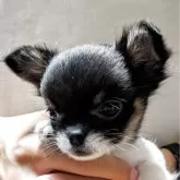 チワワ(ロング)