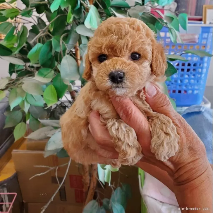 ID:2404-02956の子犬