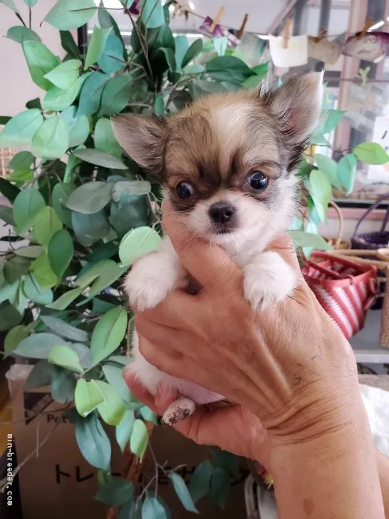 ID:2106-01629の子犬