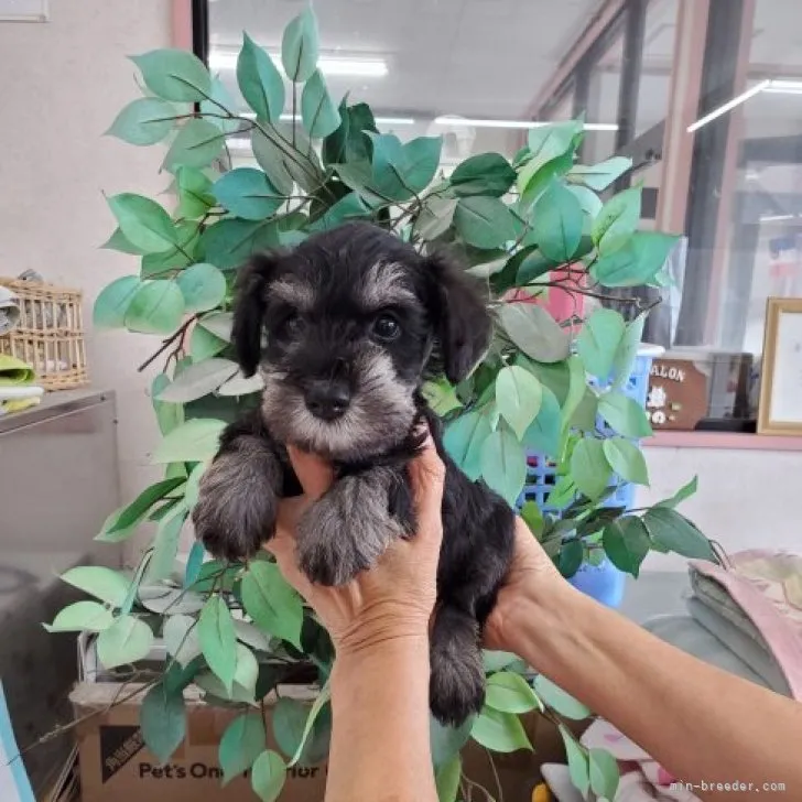 ID:2306-03242の子犬