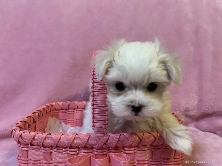 ID:2202-04161の子犬