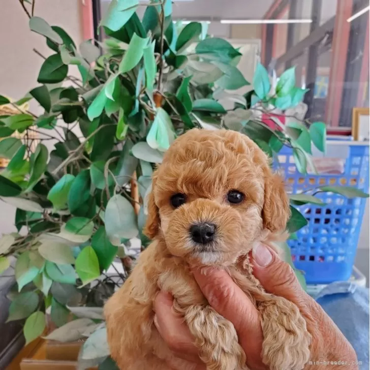 ID：2404-03001の子犬
