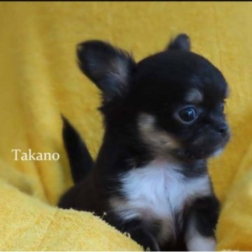 チワワ(ロング)【山梨県・女の子・2023年5月1日・ブラックホワイト】の写真「ツンとつまんだような可愛いお鼻のお姫様👸」