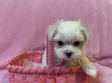 マルチーズ【山梨県・女の子・2022年1月20日・ホワイト】の写真「マズルの詰まったお目目パッチリのお姫様です🎵」