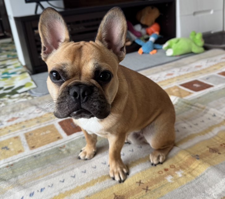 松本彩ブリーダーのブログ：犬舎より巣立ったパピー君🐶