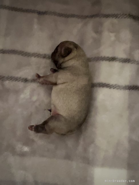 松本彩ブリーダーのブログ：可愛いパピーちゃんが産まれました🐶💕