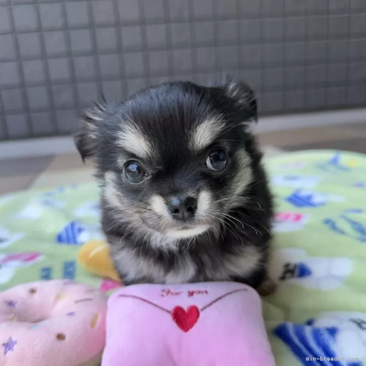 ID：2506-05265の子犬