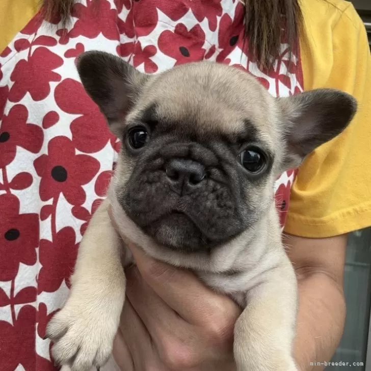ID：2507-01580の子犬