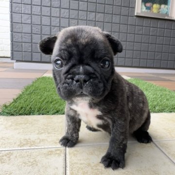 フレンチブルドッグ【東京都・男の子・2025年10月8日・タイガーブリンドル】の写真「差し毛が多く入ったイケメン君💖」