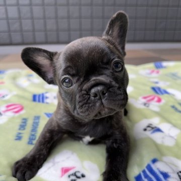 フレンチブルドッグ【東京都・女の子・2025年8月11日・ブリンドル】の写真「クリクリお目々の優しいお顔の女の子💖」