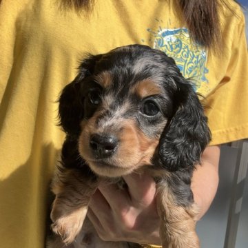 ミニチュアダックスフンド(ロング)【東京都・男の子・2025年9月12日・シルバーダップル】の写真「綺麗なカラーの可愛い男の子💖」