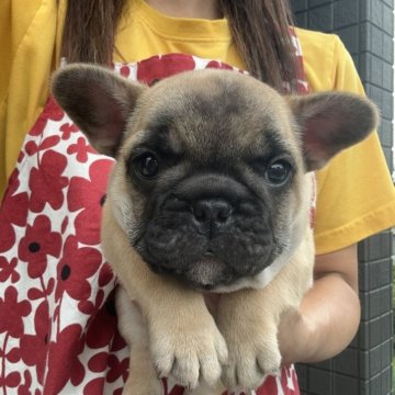 フレンチブルドッグ【東京都・男の子・2025年6月21日・フォーン(ブラックマスク)】の写真「ムチムチBODYの男の子💖8/17までの掲載です」