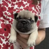 フレンチブルドッグ