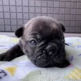 フレンチブルドッグ