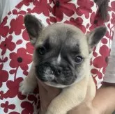 フレンチブルドッグ【東京都・女の子・2025年6月21日・フォーン】の写真1