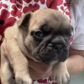 フレンチブルドッグ