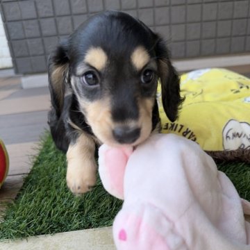 ミニチュアダックスフンド(ロング)【東京都・男の子・2023年12月1日・ブラックイエロー】の写真「1/27までの掲載とさせて頂きます」