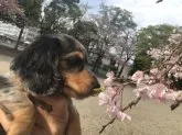 ミニチュアダックスフンド(ロング)【東京都・女の子・2023年2月5日・シルバーダップル】の写真3