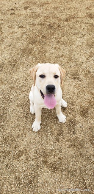 男前のヤマト。｜竹内　新二(たけうち　しんじ)ブリーダー(兵庫県・ラブラドールレトリバー・JKC登録)の紹介写真5