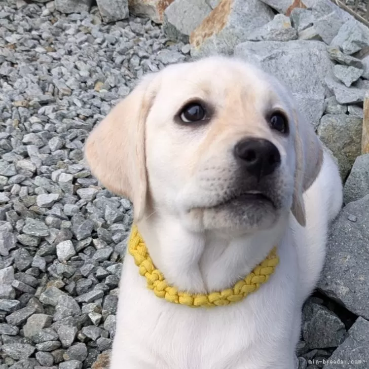 ID:2410-02096の子犬