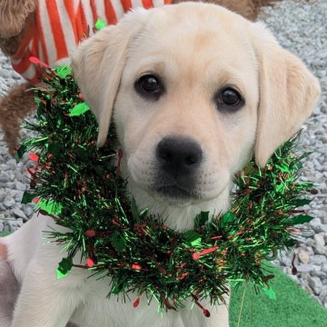 ラブラドールレトリバー【兵庫県・女の子・2024年9月11日・イエロー】の写真「家族の一員として迎えて頂けるご家族様お待ちしてます」