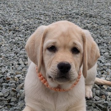 ラブラドールレトリバー【兵庫県・女の子・2024年9月10日・イエロー】の写真「まさに[ラブ❤]ラブラドールレトリバー❤」