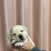 ラブラドールレトリバー