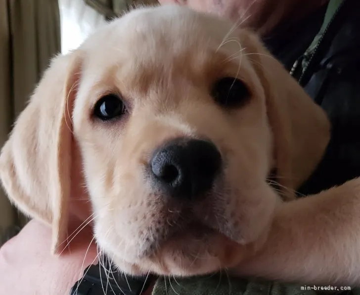 ID：2112-00503の子犬