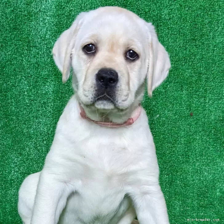 ID：2401-03112の子犬