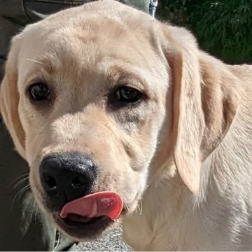 ラブラドールレトリバー【兵庫県・男の子・2022年10月13日・イエロー】の写真「落ち着いた性格の賢い男の子です♥最終価格です。」