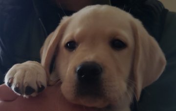 ラブラドールレトリバー【兵庫県・男の子・2021年11月2日・イエロー】の写真「警察犬の良血統。賢い子に育てませんか。」