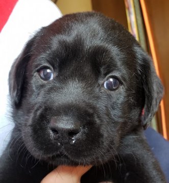 ラブラドールレトリバー【兵庫県・女の子・2021年11月2日・ブラック】の写真「警察犬の良血統。賢い子に育てませんか。」